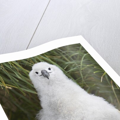 Gray-headed Albatross Chick on South Georgia Island by Anonymous