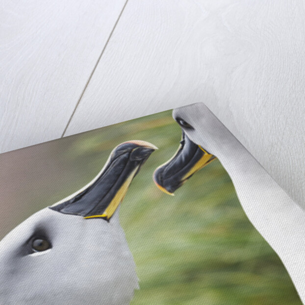 Courtship of Gray-Headed Albatrosses on South Georgia Island by Anonymous