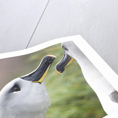 Courtship of Gray-Headed Albatrosses on South Georgia Island by Anonymous