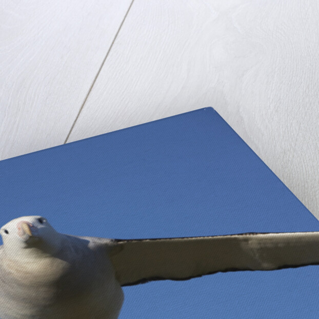 Wandering Albatross in Flight at South Georgia Island by Anonymous
