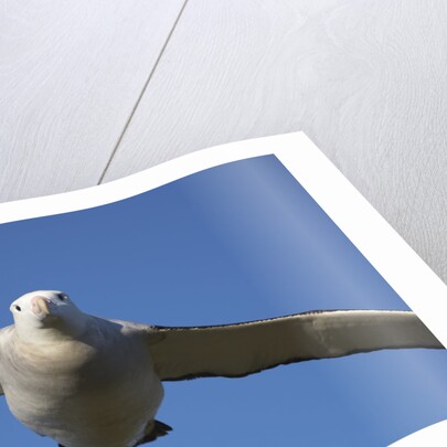 Wandering Albatross in Flight at South Georgia Island by Anonymous