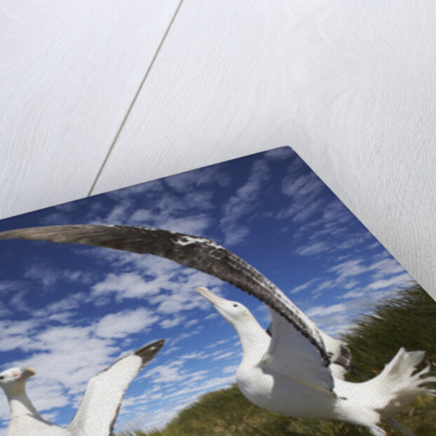 Wandering Albatrosses on South Georgia Island by Anonymous