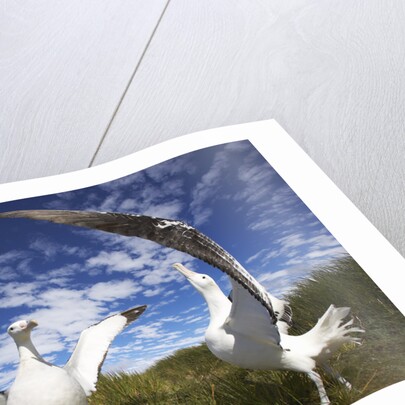 Wandering Albatrosses on South Georgia Island by Anonymous