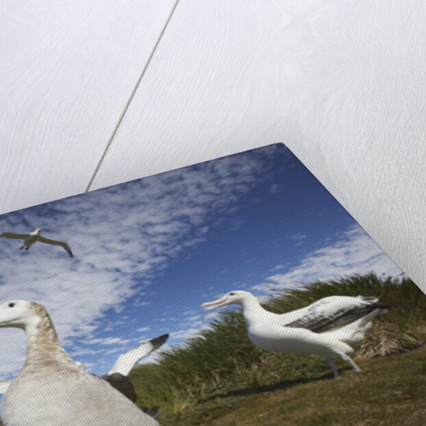 Wandering Albatrosses on South Georgia Island by Anonymous