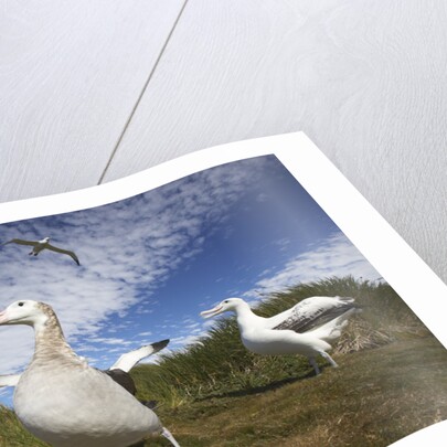 Wandering Albatrosses on South Georgia Island by Anonymous