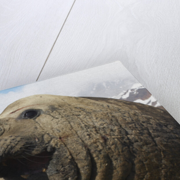 Elephant Seal on South Georgia Island by Anonymous
