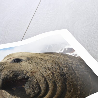 Elephant Seal on South Georgia Island by Anonymous