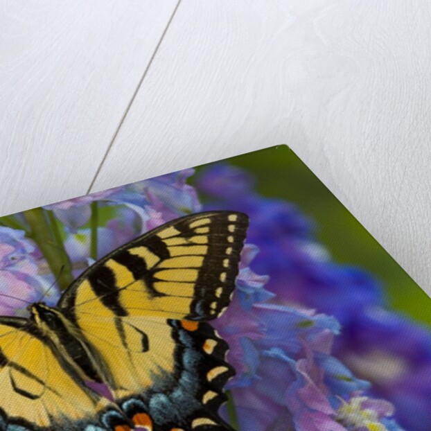 Female Eastern Tiger Swallowtail Butterfly on Delphinium by Anonymous