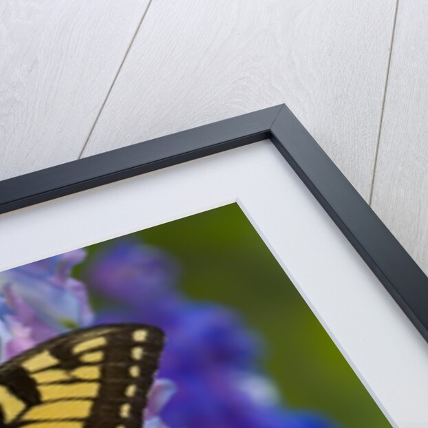 Female Eastern Tiger Swallowtail Butterfly on Delphinium by Anonymous