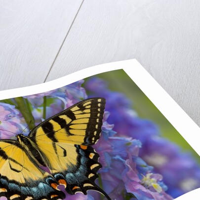 Female Eastern Tiger Swallowtail Butterfly on Delphinium by Anonymous