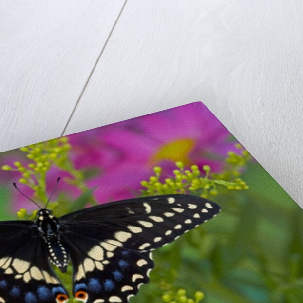Female Black Swallowtail Butterfly on Colorful Flowers by Anonymous