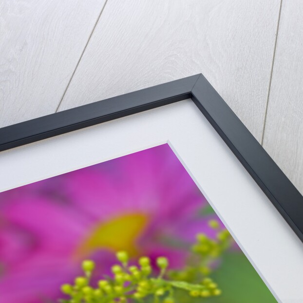 Female Black Swallowtail Butterfly on Colorful Flowers by Anonymous