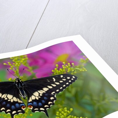 Female Black Swallowtail Butterfly on Colorful Flowers by Anonymous