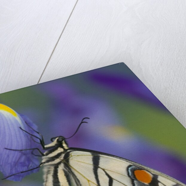 Eastern Tiger Swallowtail at Rest on a Dutch Iris by Anonymous