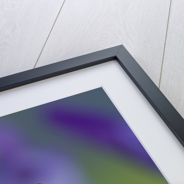 Eastern Tiger Swallowtail at Rest on a Dutch Iris by Anonymous