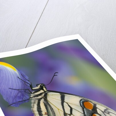 Eastern Tiger Swallowtail at Rest on a Dutch Iris by Anonymous