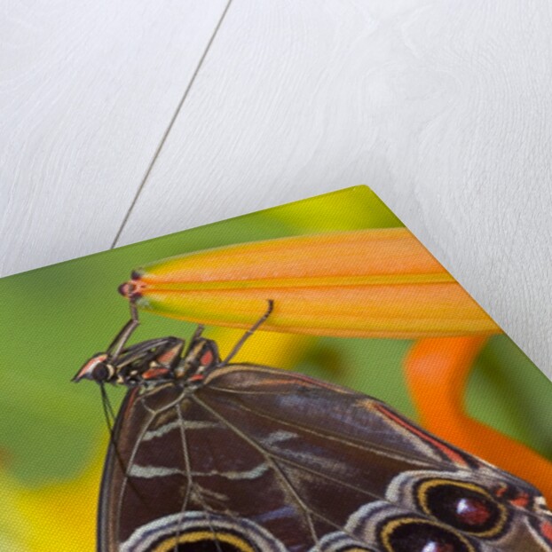 Blue Morpho Resting on an Orange Asiatic Lily by Anonymous