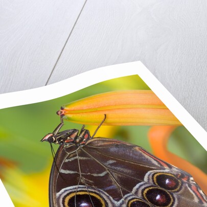Blue Morpho Resting on an Orange Asiatic Lily by Anonymous