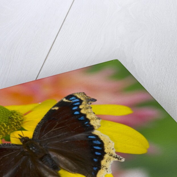 Morning Cloak North American Butterfly by Anonymous