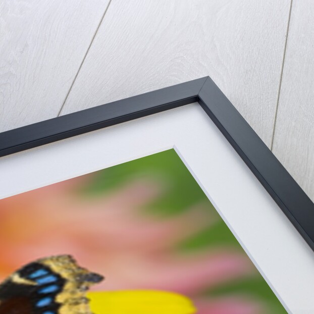 Morning Cloak North American Butterfly by Anonymous