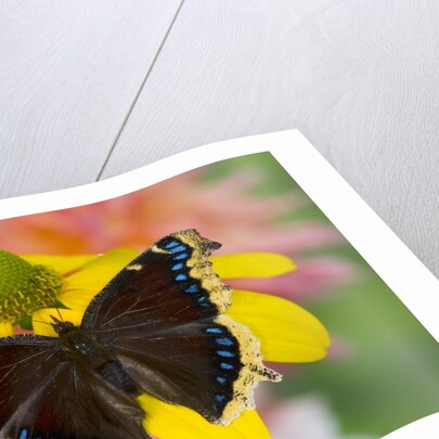 Morning Cloak North American Butterfly by Anonymous