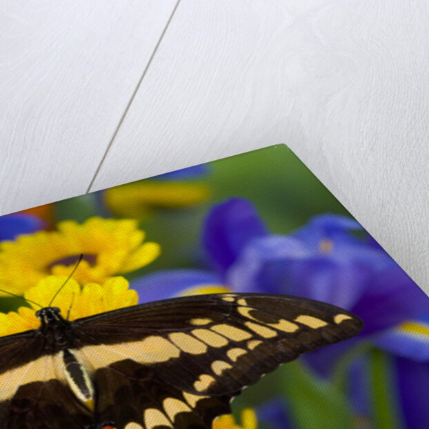 Thoas Swallowtail Resting on Irises and Daisies by Anonymous