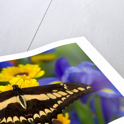 Thoas Swallowtail Resting on Irises and Daisies by Anonymous