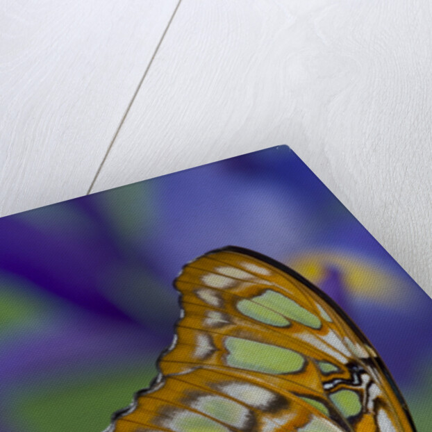 Malachite Butterfly Resting on an Iris by Anonymous