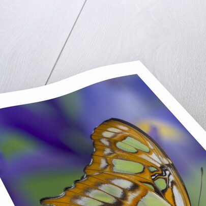 Malachite Butterfly Resting on an Iris by Anonymous