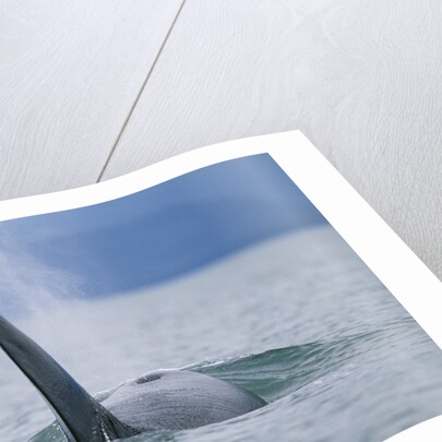 Dorsal Fin of Orca Whale in Alaska by Anonymous