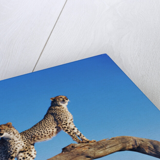 Cheetahs by Anonymous