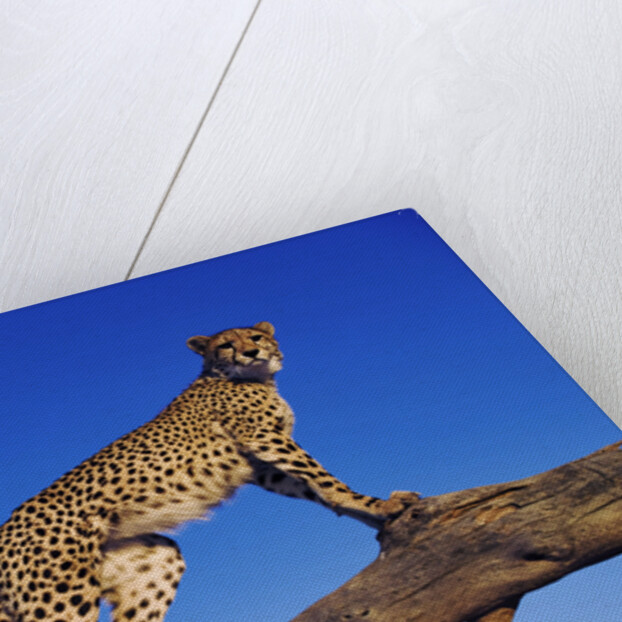 Cheetah by Anonymous