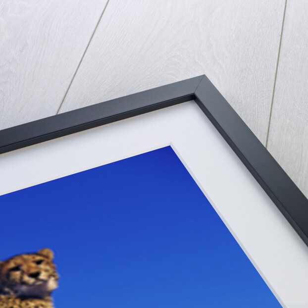 Cheetah by Anonymous