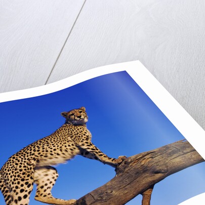 Cheetah by Anonymous