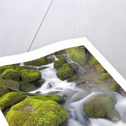 Small Creek by Anonymous