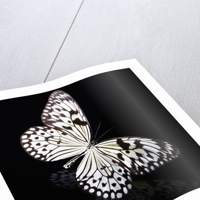 Butterfly by Anonymous