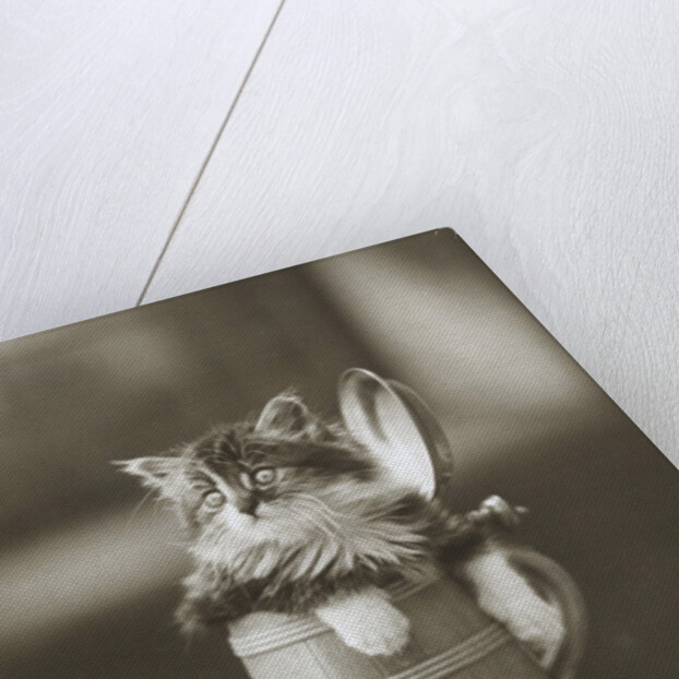 Kitten in a Beer Stein by Anonymous