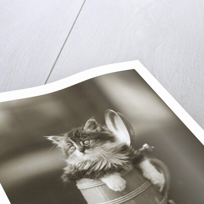 Kitten in a Beer Stein by Anonymous