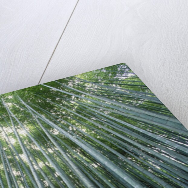 Grove of Japanese Bamboo by Anonymous