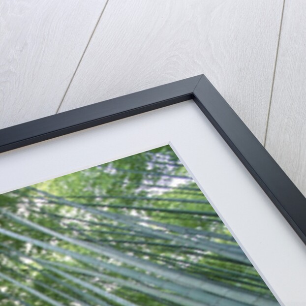 Grove of Japanese Bamboo by Anonymous