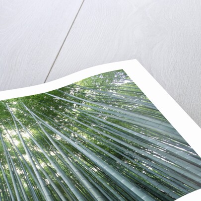 Grove of Japanese Bamboo by Anonymous