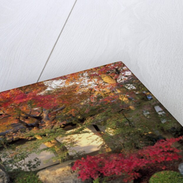 Autumn Foliage in Japanese Garden by Anonymous