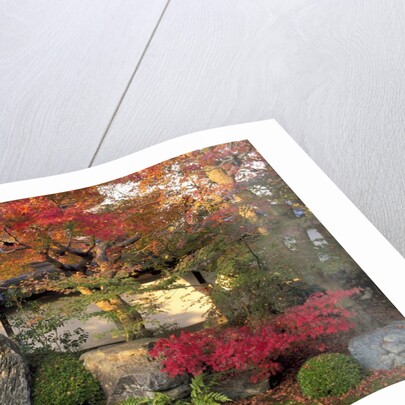 Autumn Foliage in Japanese Garden by Anonymous