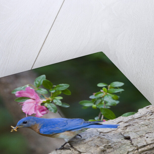 Eastern Bluebird by Anonymous