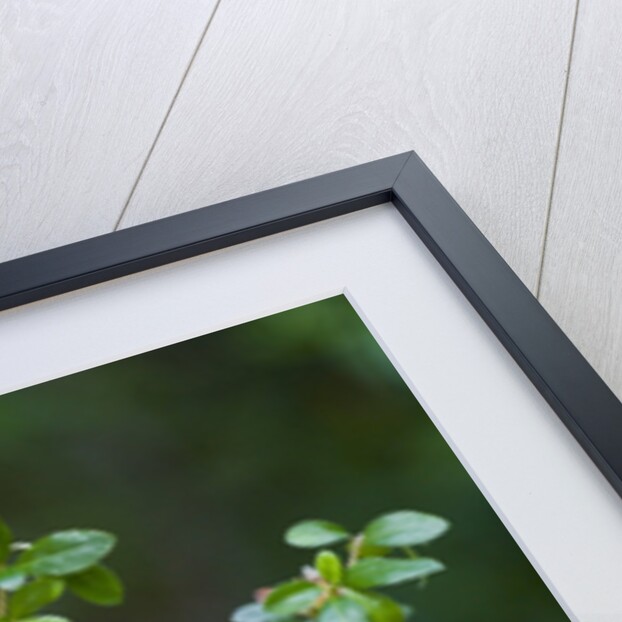 Eastern Bluebird by Anonymous