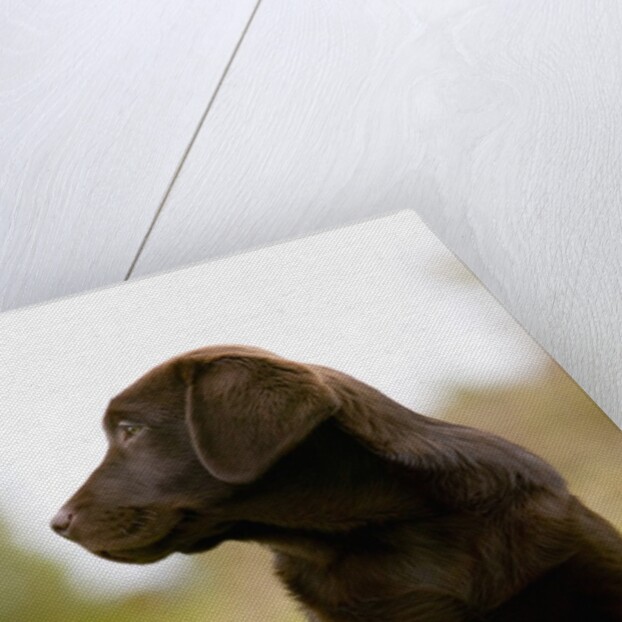 Chocolate Lab Puppy by Anonymous