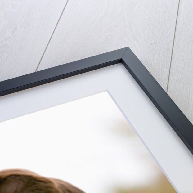 Chocolate Lab Puppy by Anonymous