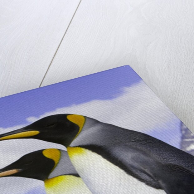 King Penguins by Anonymous