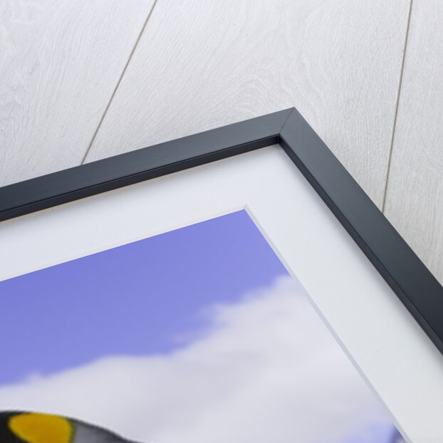 King Penguins by Anonymous