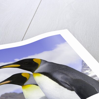 King Penguins by Anonymous